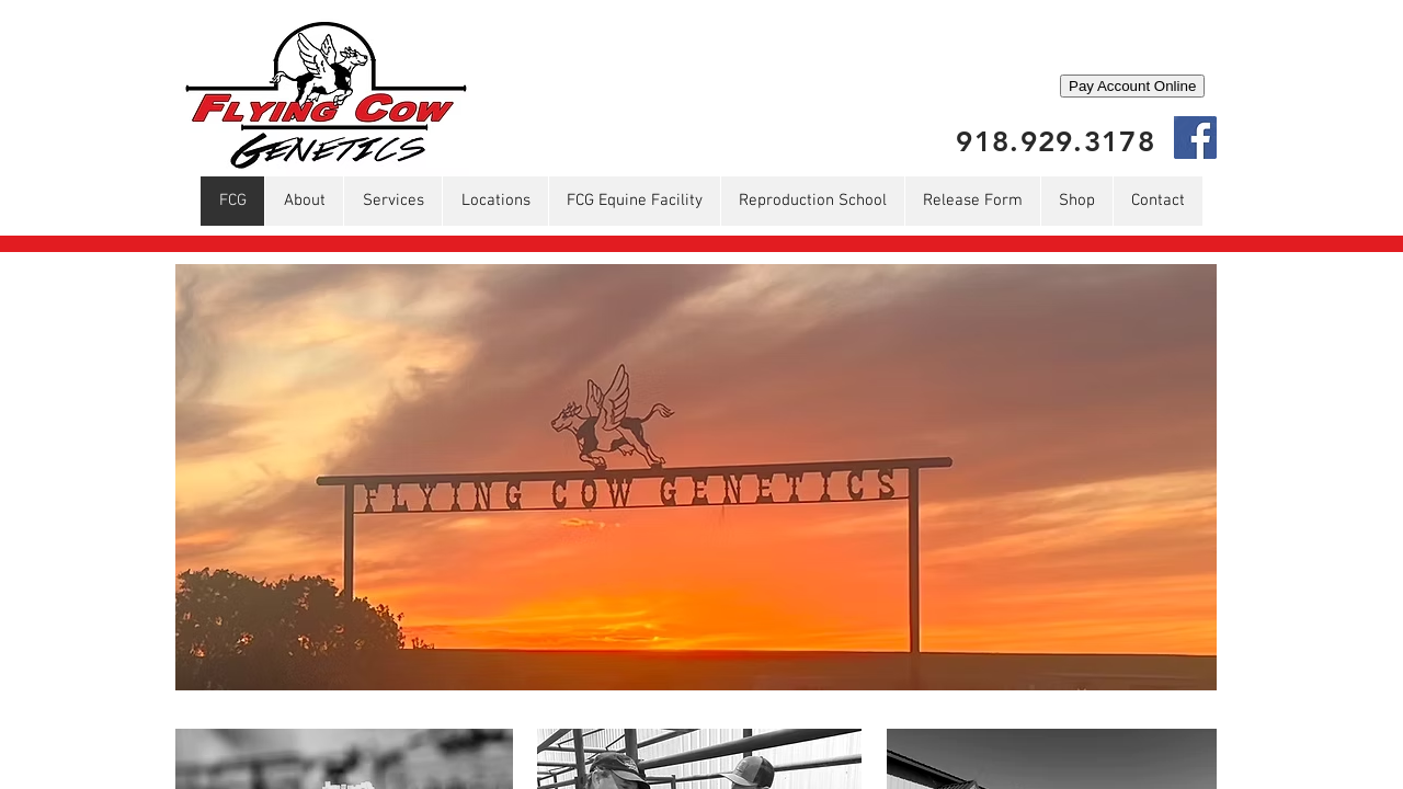 Screenshot of www.flyingcowgenetics.com